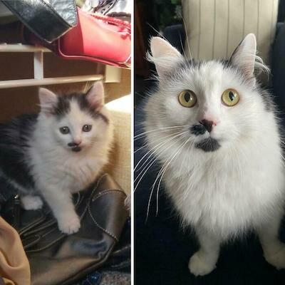 Foto Kucing Langka 8f769