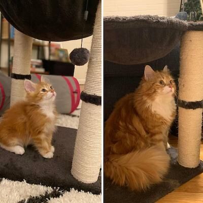 Foto Kucing Lucu Anggora 3b71b
