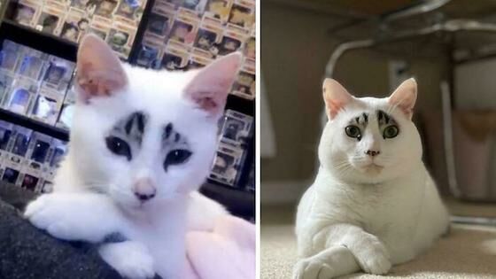 Foto Kucing Lucu Dengan Kata Kata 76e86