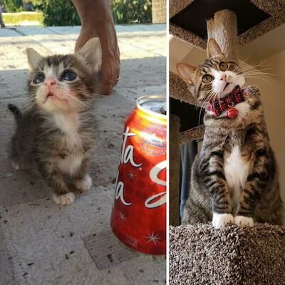 Foto Kucing Lucu Kartun C6760