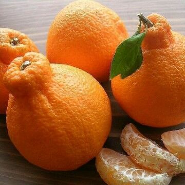 Buah Buahan Paling Mahal Di Dunia F8567