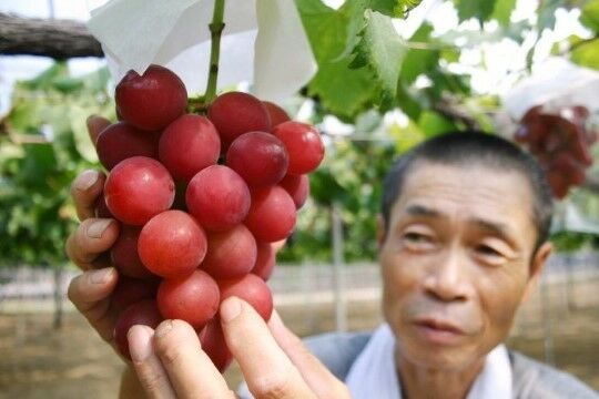 Buah Paling Mahal Di Dunia 84613