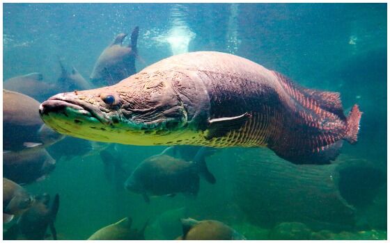 Ikan Purba Yang Masih Hidup Di Indonesia Ikan Arapaima 449b3