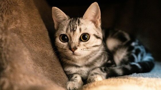 Nama Hewan Peliharaan Kucing Yang Bagus Aafba