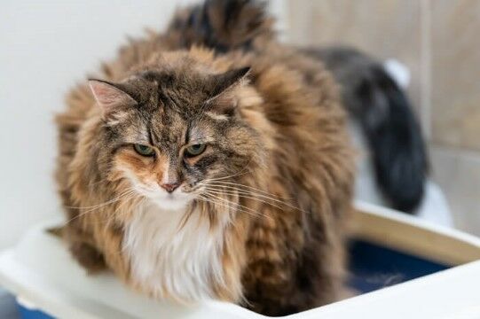 Nama Kucing Keren 2b24b