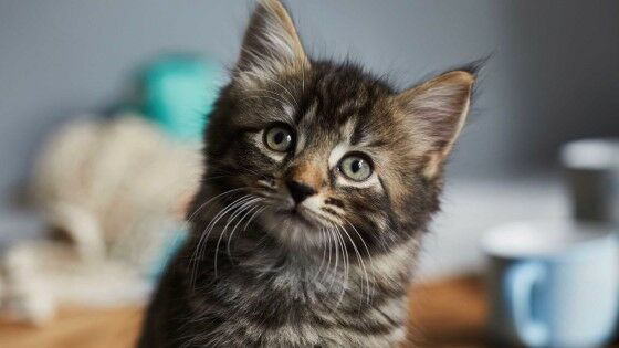 Nama Kucing Lucu Indonesia A93f9
