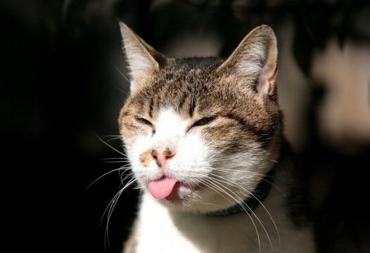 Nama Kucing Lucu Ngakak F05eb