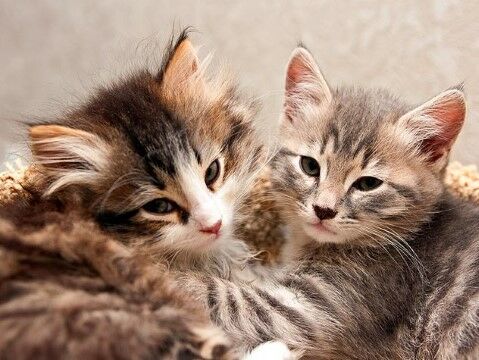 Nama Kucing Yang Lucu 29eb3