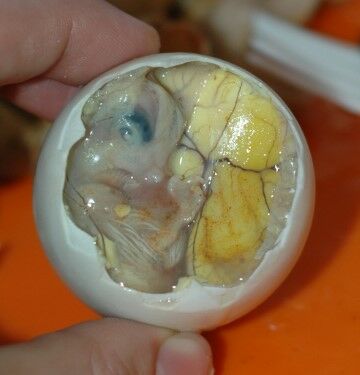 Balut 1 Ec1d9