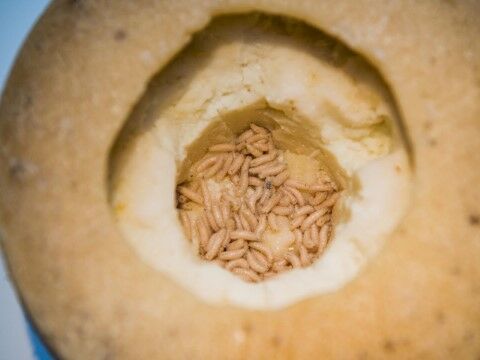 Casu Marzu 2 B9540