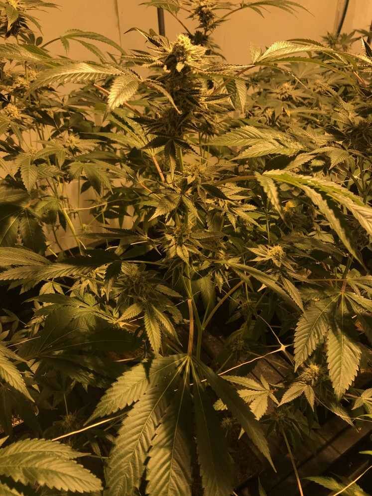 Ganja High Cannabidiol 3ead3