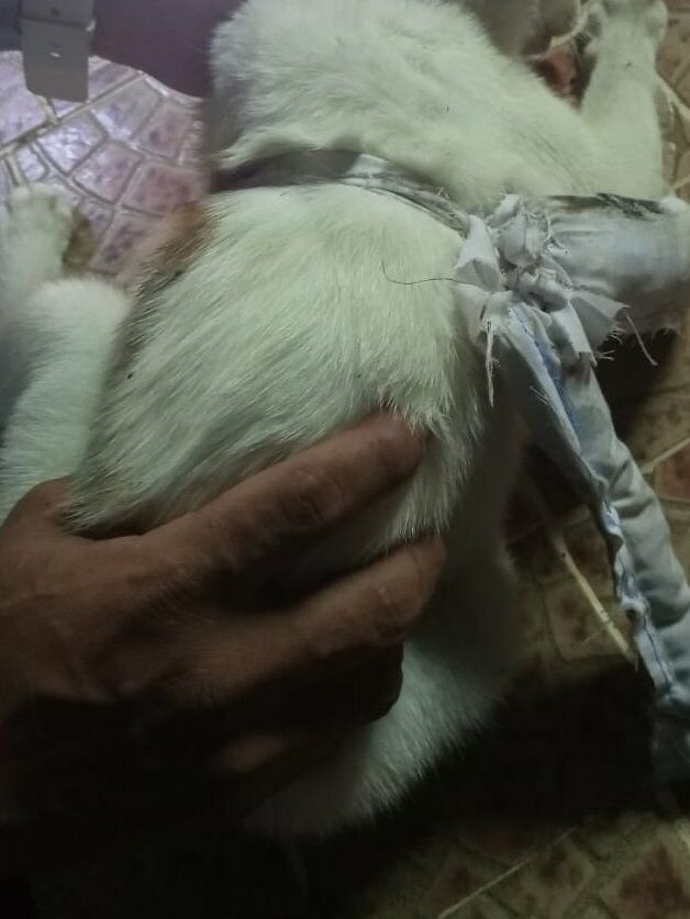 Kucing2 388a5