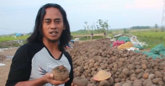 Paidi Petani Porang Sukses 0f74c
