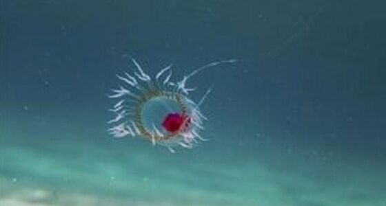 Turritopsis Nutricula 44e96