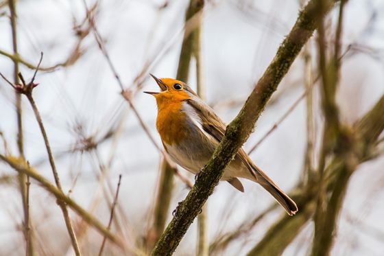 Bird 2119874 1280 059bc