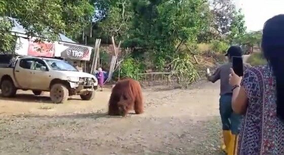 Orangutan 1 Eb365