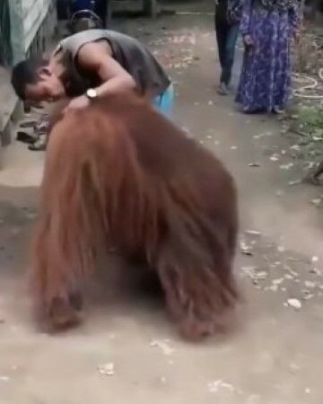Orangutan 3 E6dae