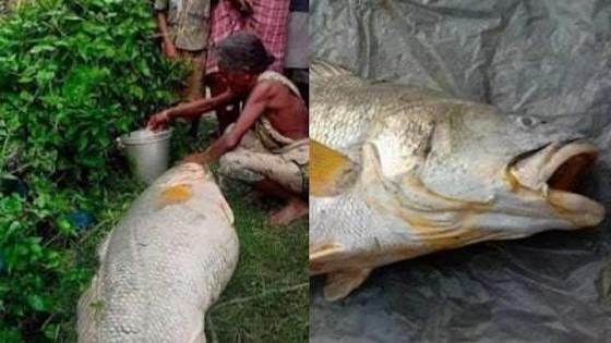 Penemuan Ikan Raksasa Ce35e