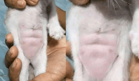 Kucing Sixpack 22849