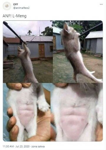 Twitter Kucing Six Pack F121b