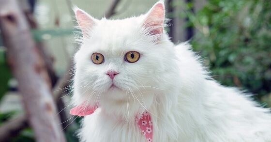 Nama Kucing Lucu 5 6d7c2