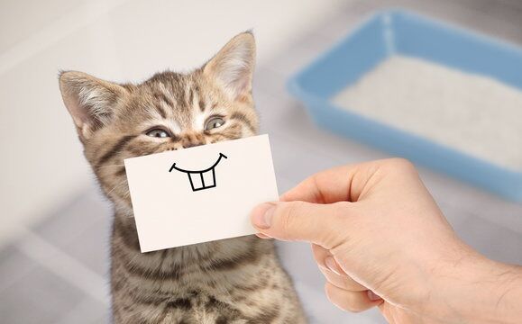 Nama Kucing Lucu 9 4534b