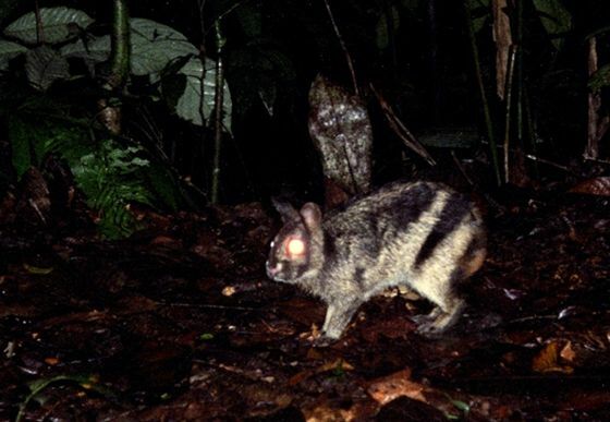 FFI Sumatranstripedrabbit 5681 A0c7e D606b
