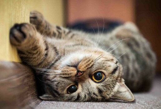 1000 Nama Kucing Lucu 98fb4