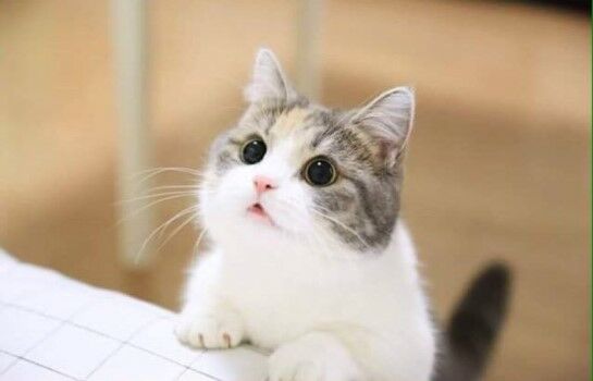 Nama Kucing Lucu Dan Artinya 77445