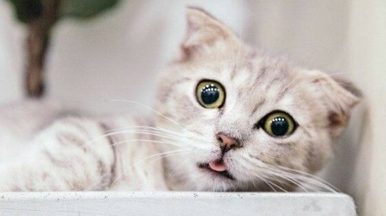Nama Kucing Lucu Laki Laki Aba1c