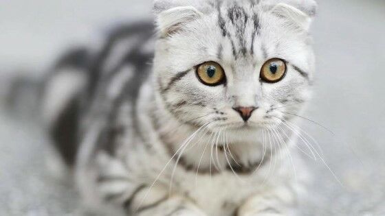 Nama Kucing Perempuan 4a48a