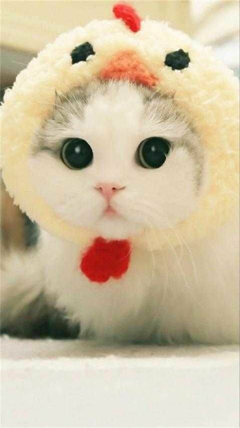 40+ Wallpaper Kucing Terbaru 2022, Cute dan Keren Banget! | JalanTikus