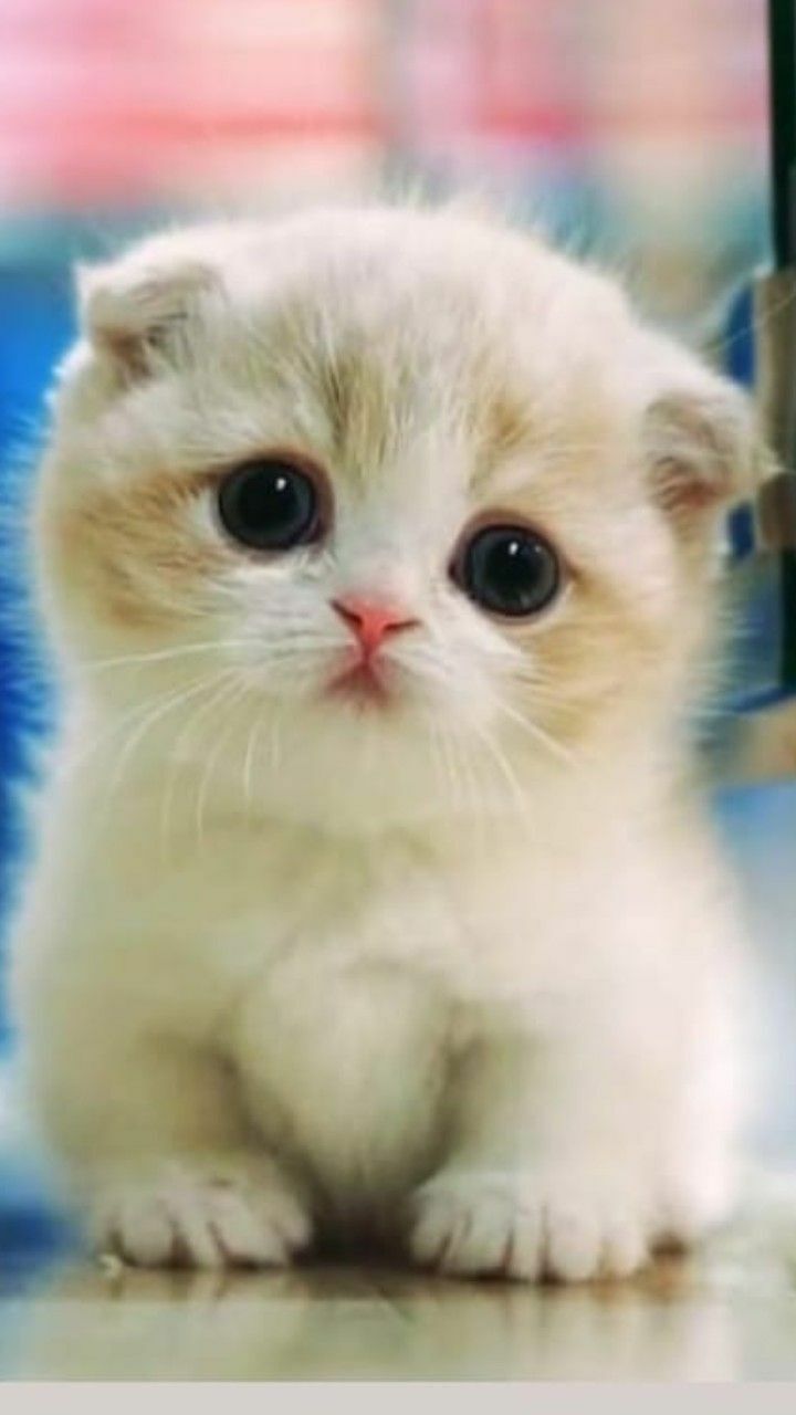 Gambar kucing cute