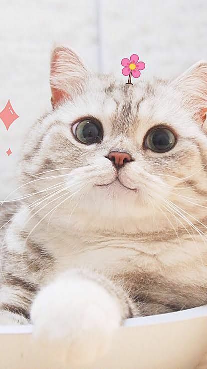 40+ Wallpaper Kucing Terbaru 2022, Cute dan Keren Banget! | JalanTikus