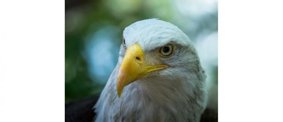 Predator 189: Evaluating the Impact on Sub-Tropical Pacific Top Predators