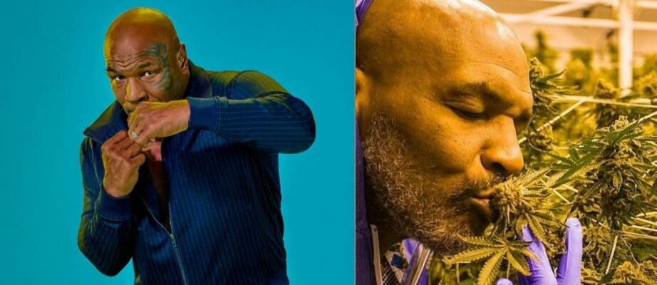 Mike Tyson Makin Tajir Sejak Jualan Ganja, Hasilkan Rp8 Miliar per Bulan!