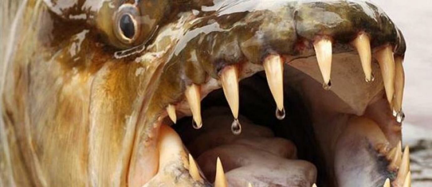 1 dari 4 Ikan Raksasa Pemakan Manusia Ini Ada di Indonesia