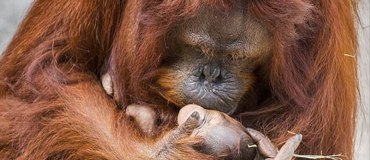 Orangutan Jawa 07e4b