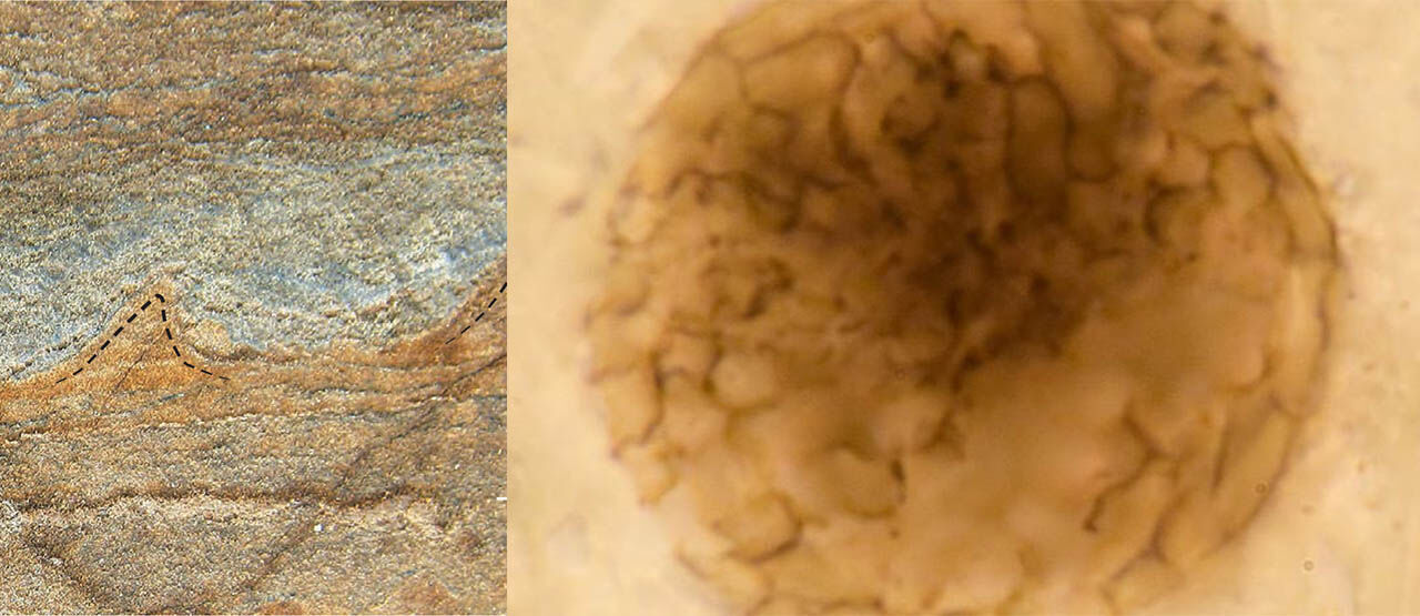 Penemuan Fosil Di Argentina E5413