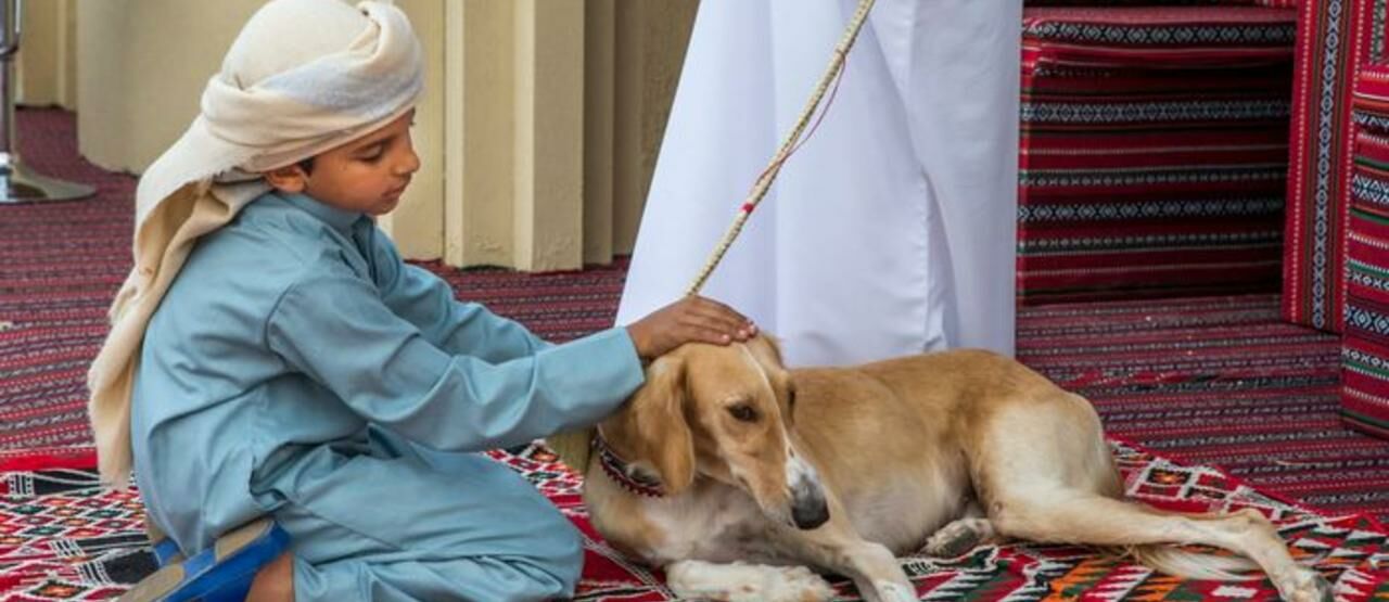 Anjing Arab Saudi 31ae7
