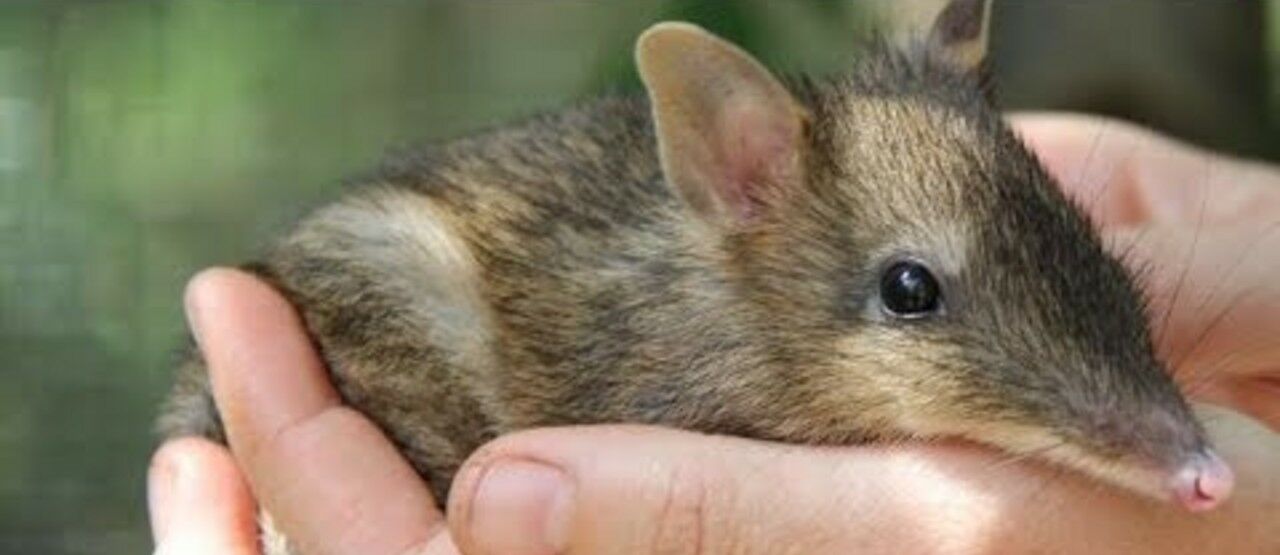 Cute Bandicoot 2ca2d