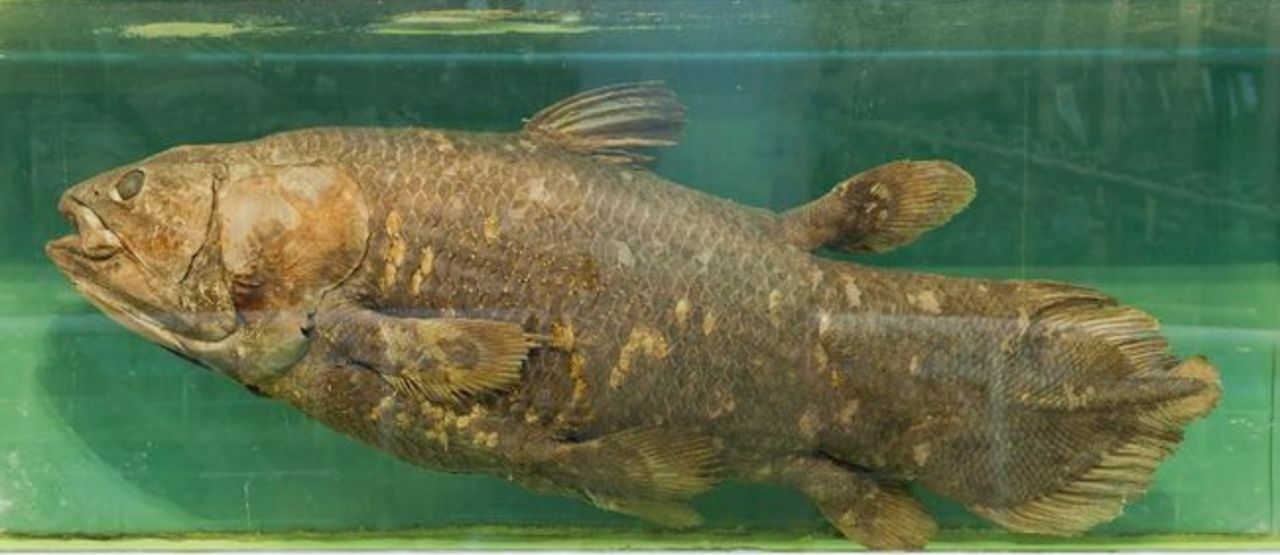 Ikan Purba Eaf5a