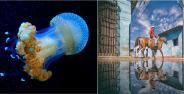 Foto Tanpa Photoshop Paling Wow Banner