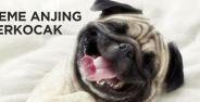 Meme Anjing Terkocak 0cd4c