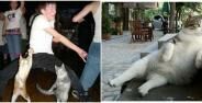 Potret Kucing Bertingkah Seperti Manusia Banner 6e43f