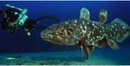 Ikan Purba Yang Masih Hidup Di Indonesia Banner F3db7