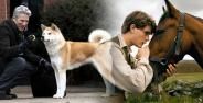 Banner Fd379