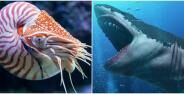 Fosil Megalodon Dan Hewan Purba Ditemukan Di Sukabumi Banner 4926e