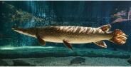 Mengenal Ikan Aligator Yang Banyak Muncul Di Sungai Yogyakarta Banner 9efc8 B6dfe
