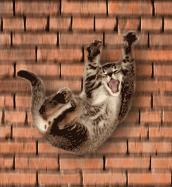 Falling Cat Google Image Update